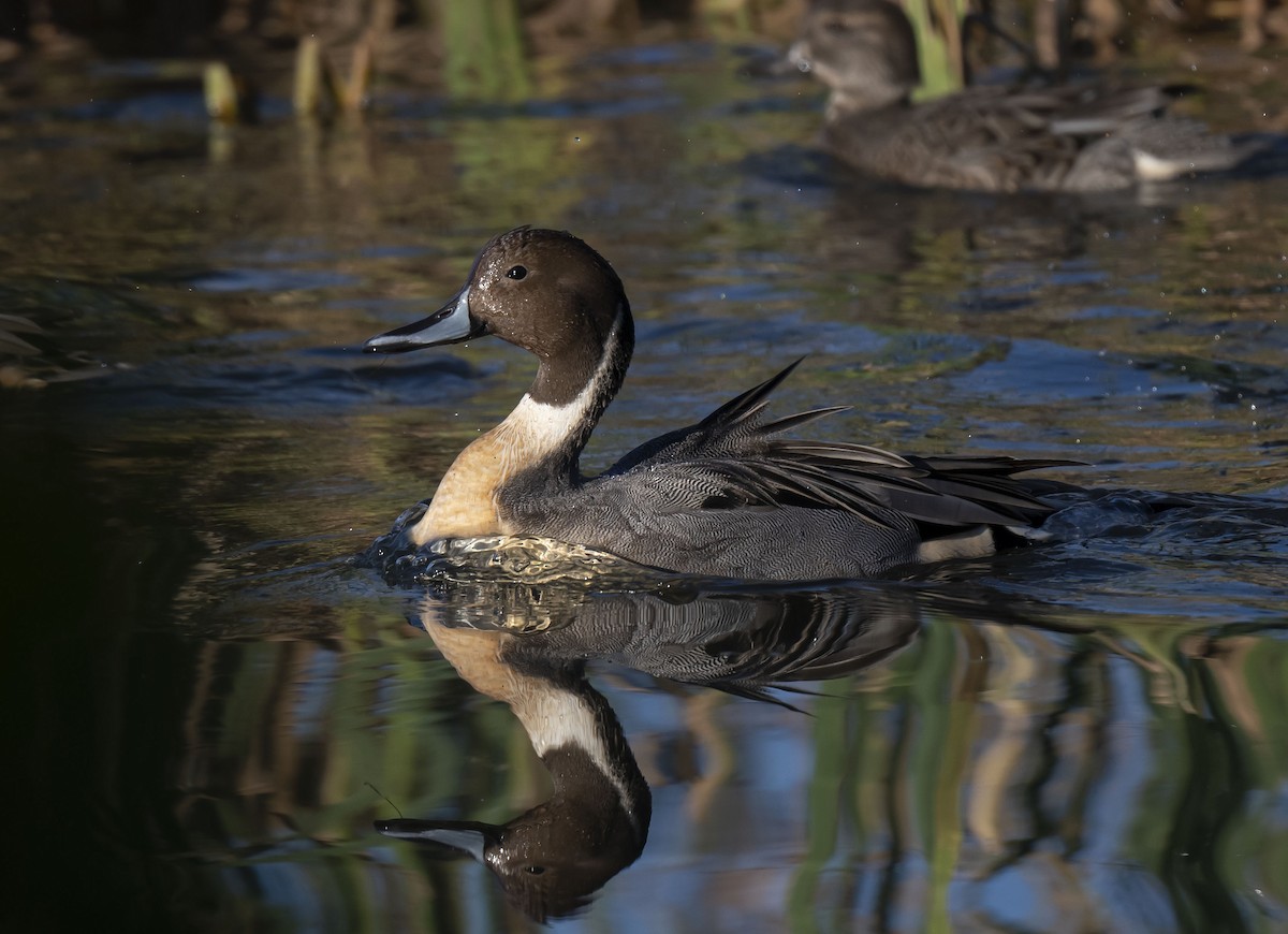 Northern Pintail - Ronnie d'Entremont