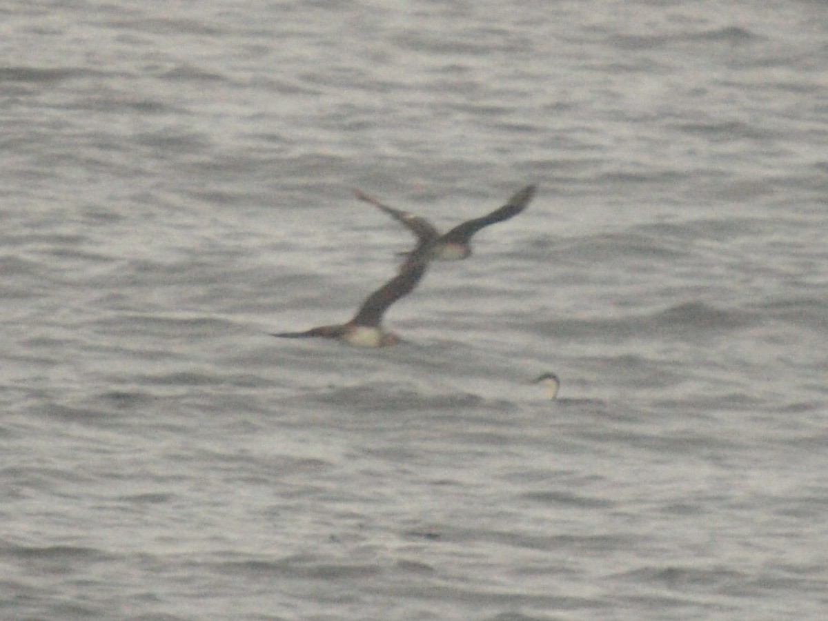 Parasitic/Pomarine Jaeger - Roger Schoedl