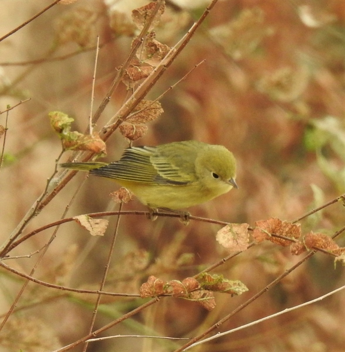 Yellow Warbler (Northern) - ML385980351