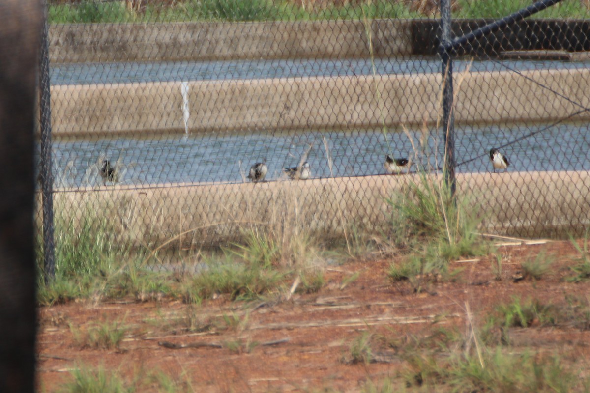 Green Pygmy-Goose - ML385980501