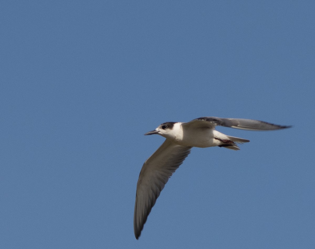 Whiskered Tern - Mitch Rose