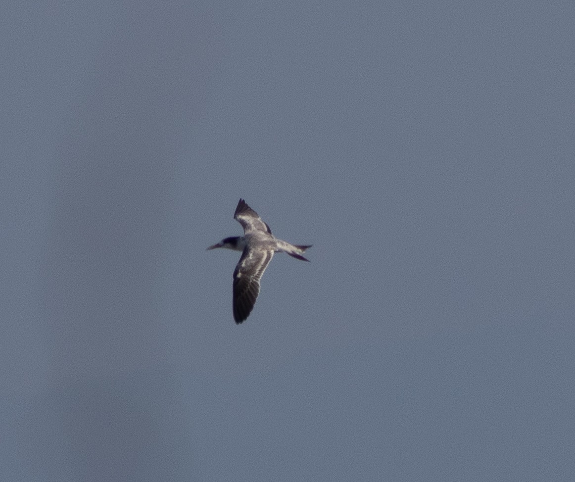 Great Crested Tern - ML385981021