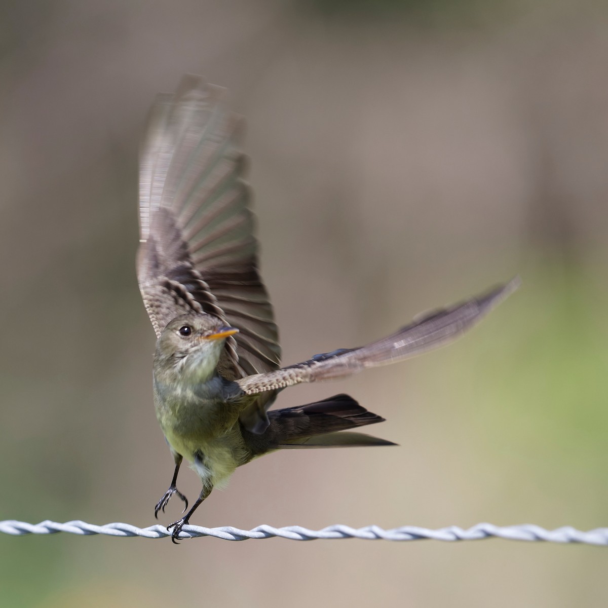 Eastern Wood-Pewee - ML385982901