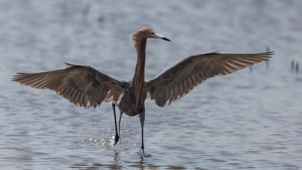 Reddish Egret - Robert Tizard