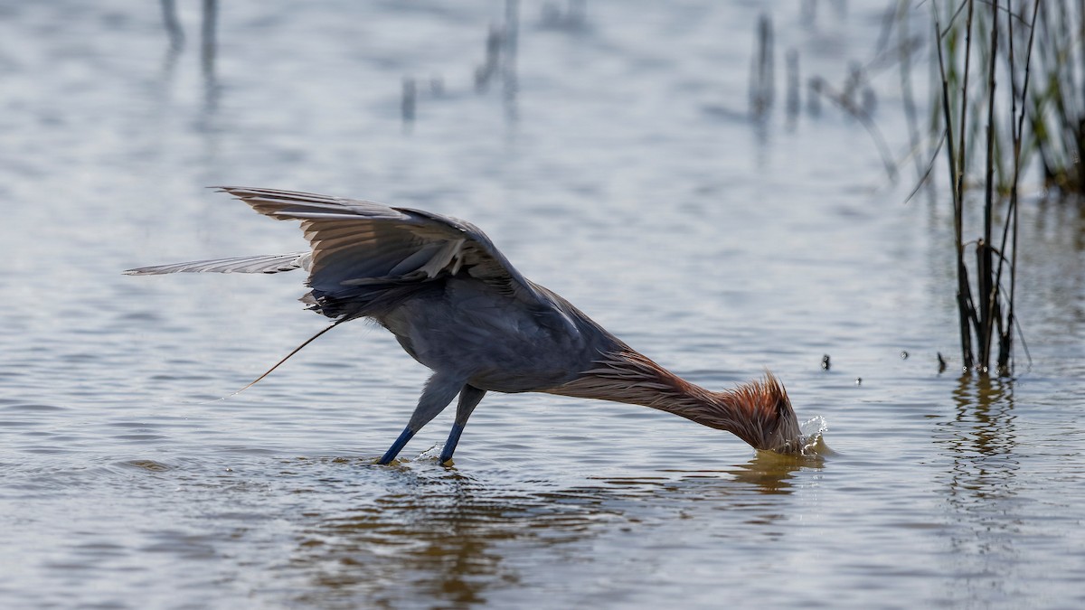 Reddish Egret - ML385983021