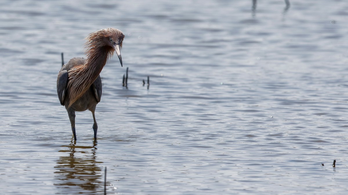 Reddish Egret - ML385983031