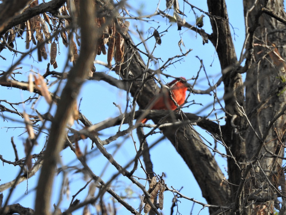 Summer Tanager - ML385984781