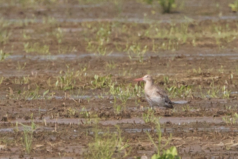 Black-tailed Godwit - Robert Tizard