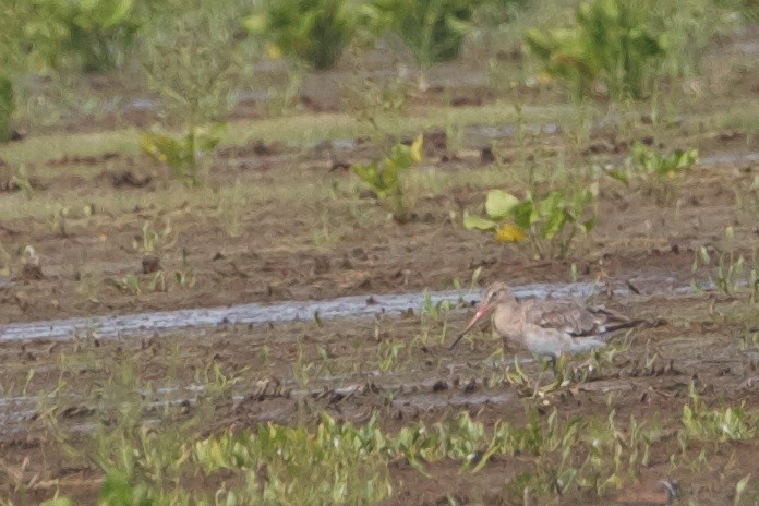 Black-tailed Godwit - Robert Tizard