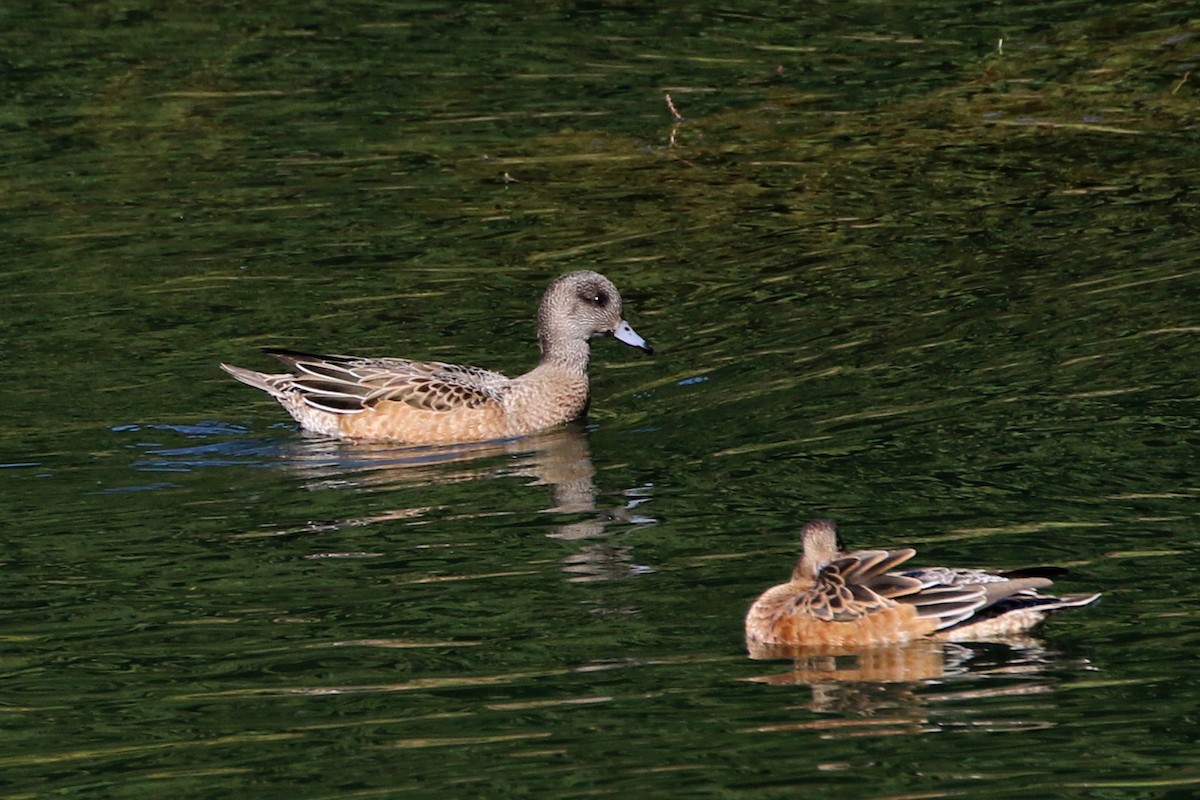 American Wigeon - ML385985831