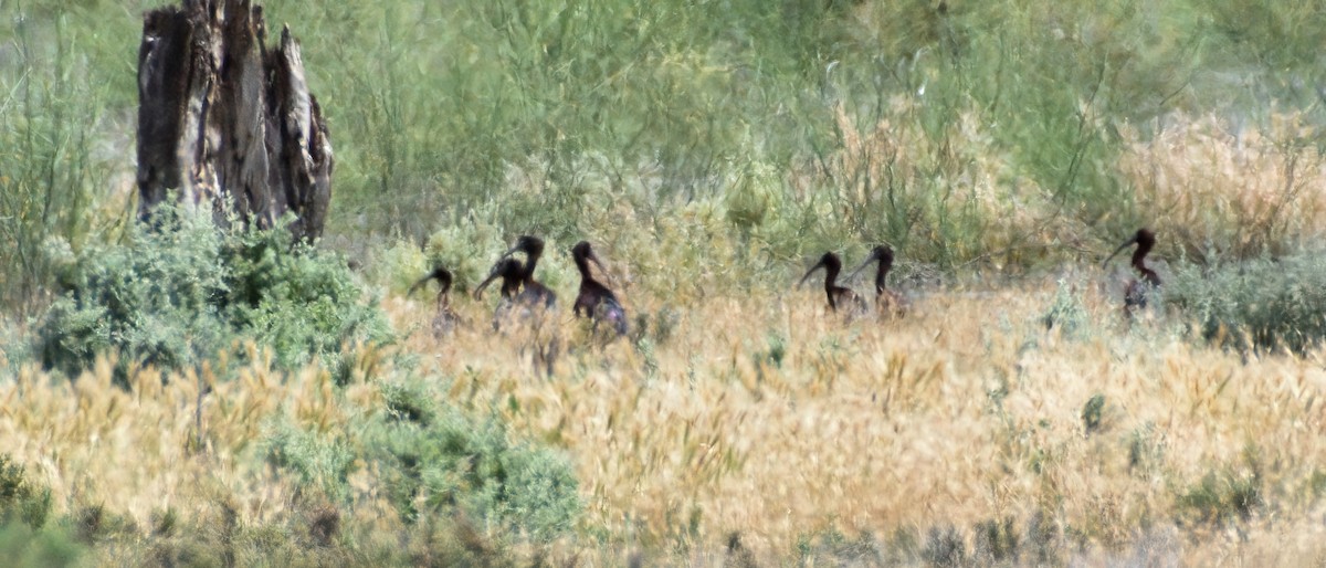 Glossy Ibis - ML385985981