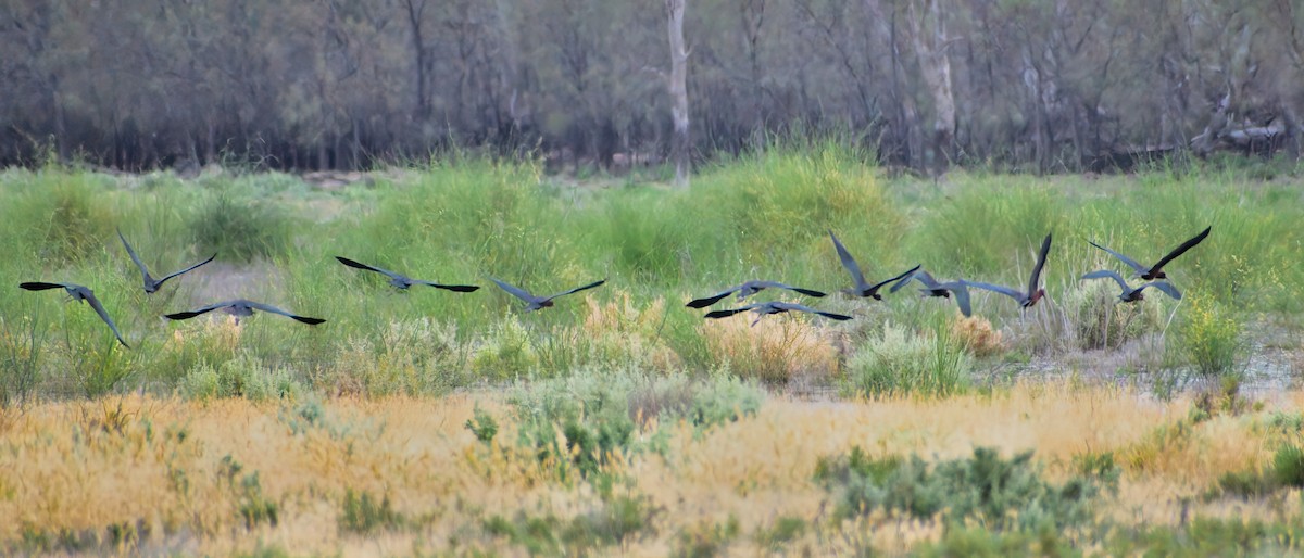 Glossy Ibis - ML385986001