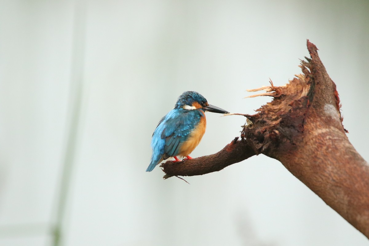 ledňáček říční - ML385986461