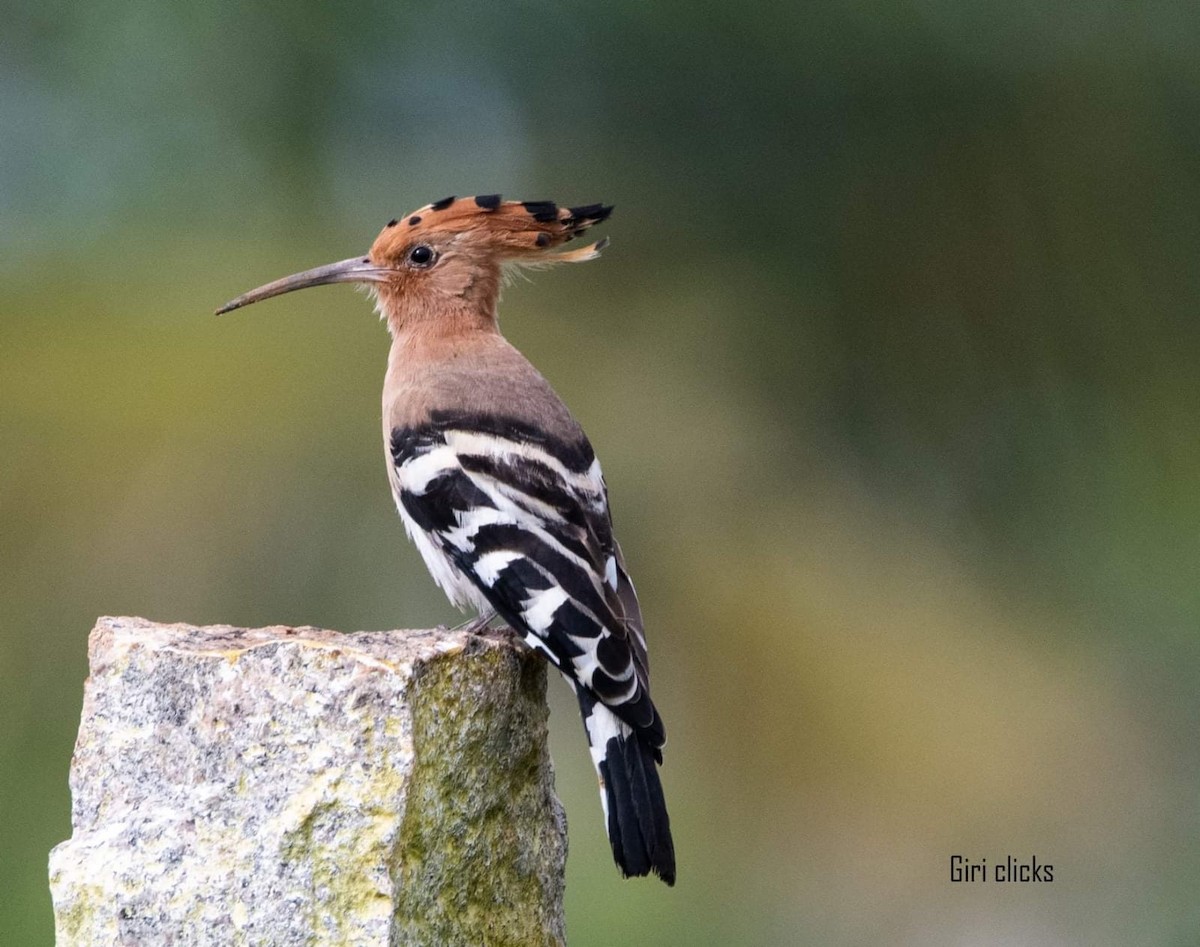 dudek chocholatý - ML385986471