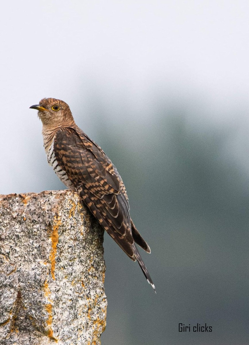 kukačka obecná - ML385986531