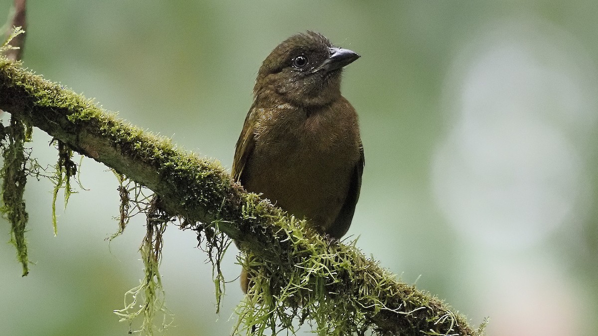 Ochre-breasted Tanager - Mario Martin