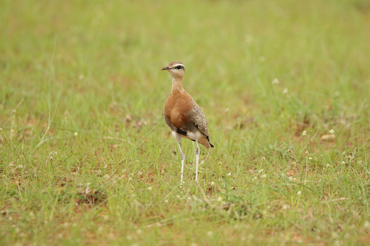 běhulík rezavoprsý - ML385986571