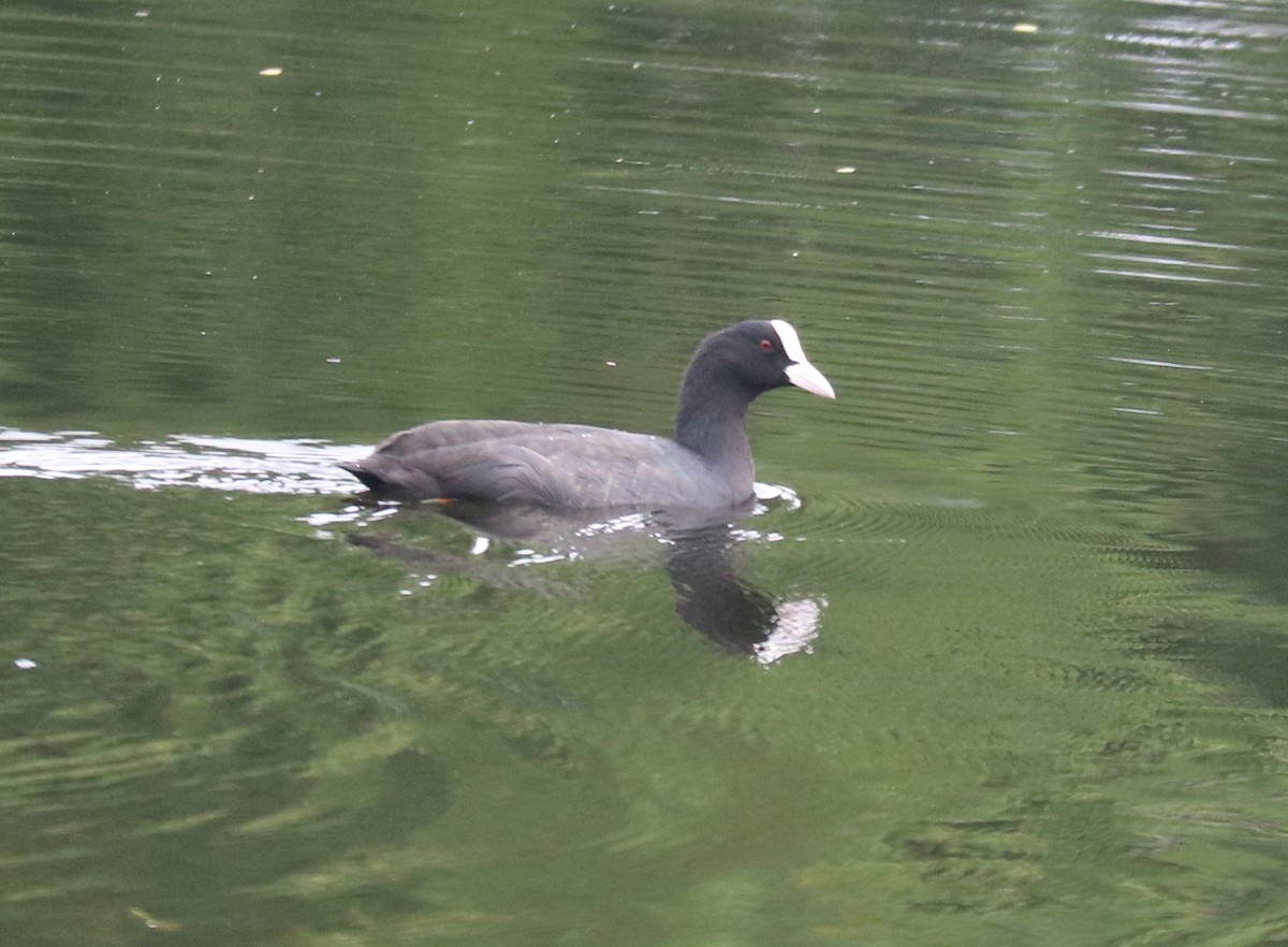 Eurasian Coot - ML385987621