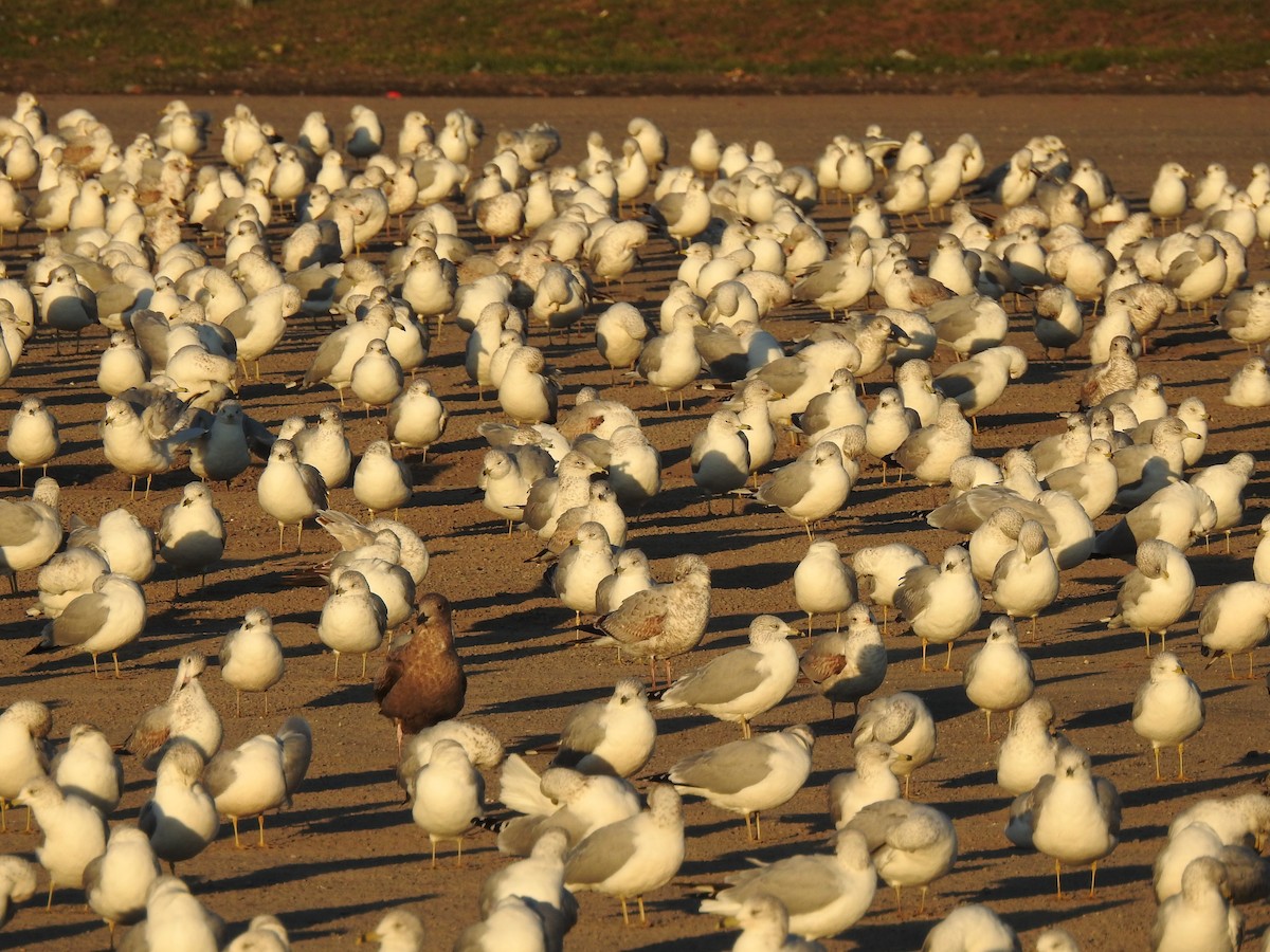 Gaviota Argéntea - ML385987961