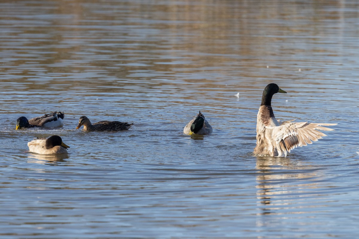 Canard colvert - ML385988011