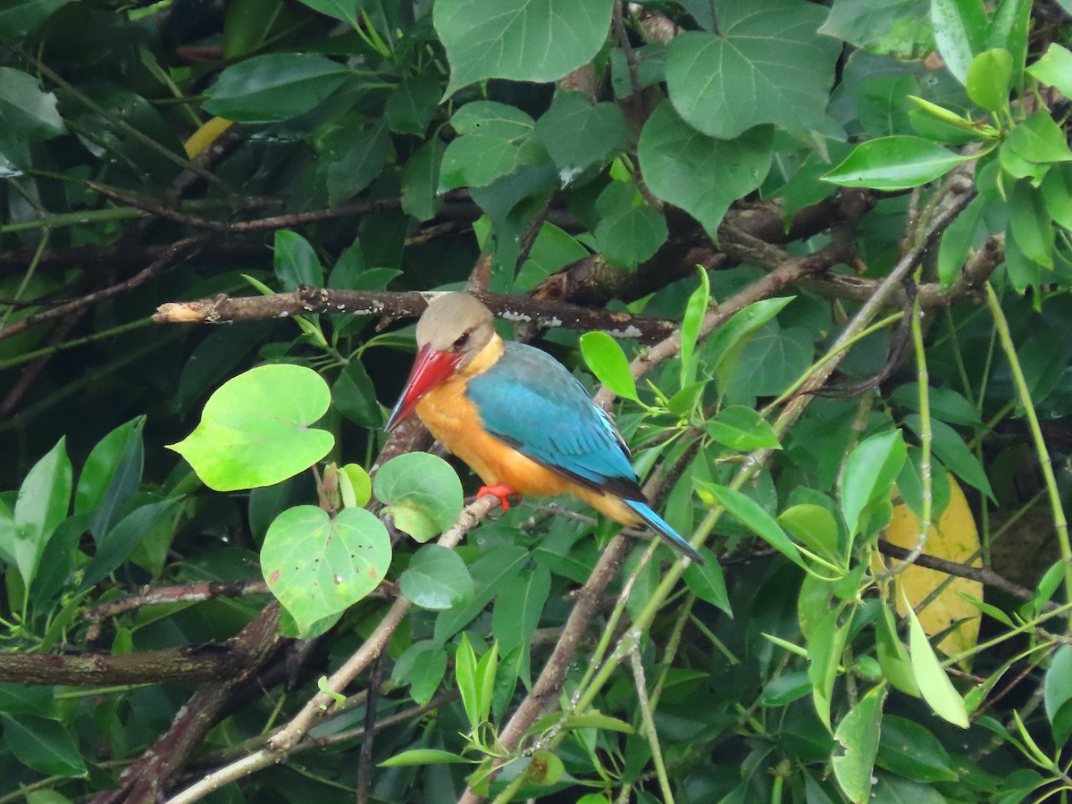 Stork-billed Kingfisher - ML385989671