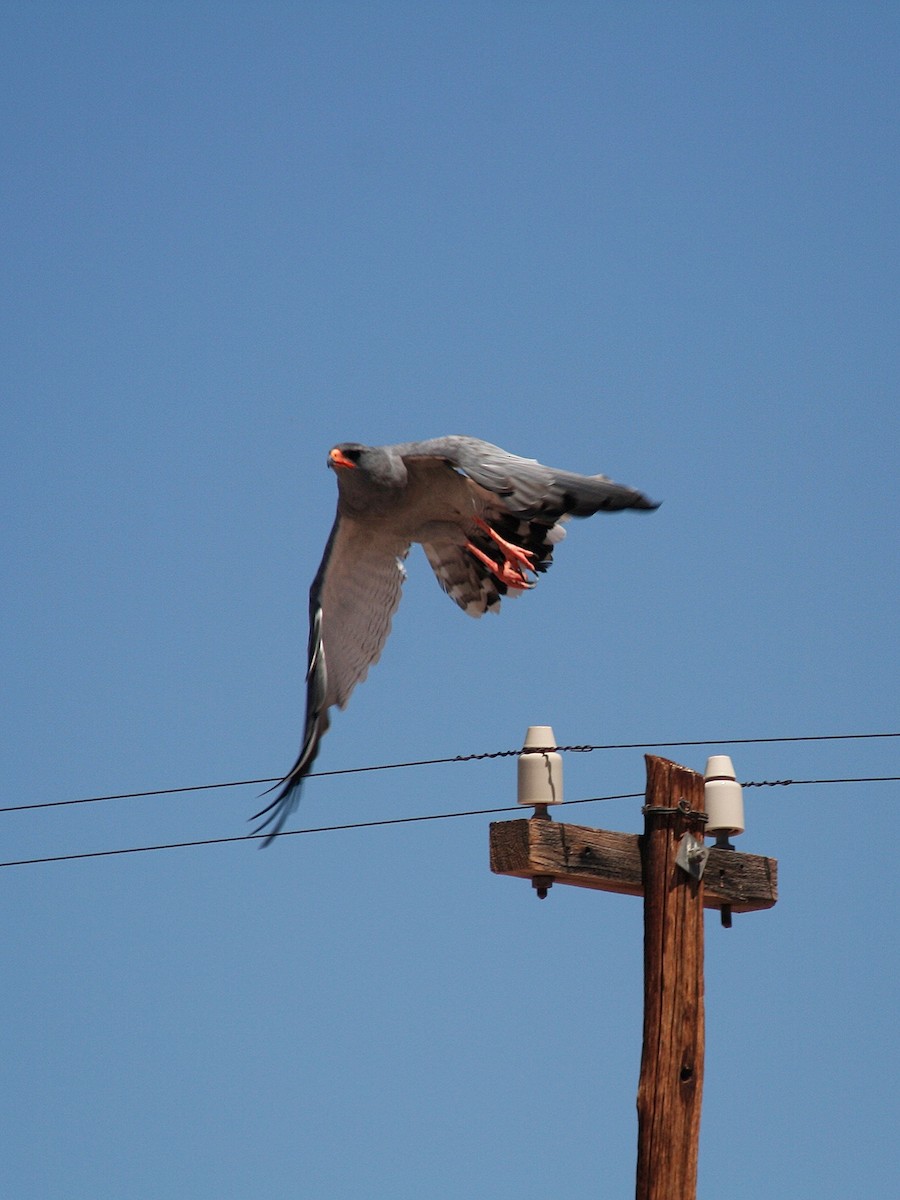 Pale Chanting-Goshawk - ML385990131