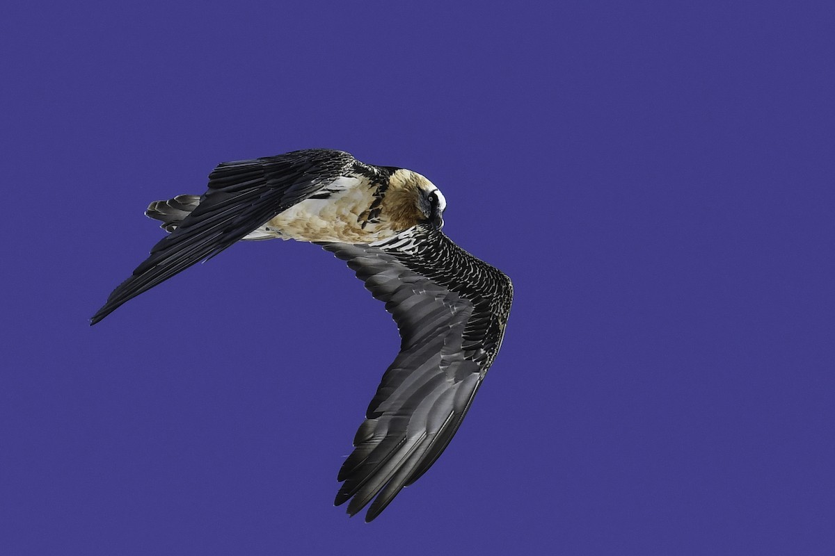 Bearded Vulture - ML385990791