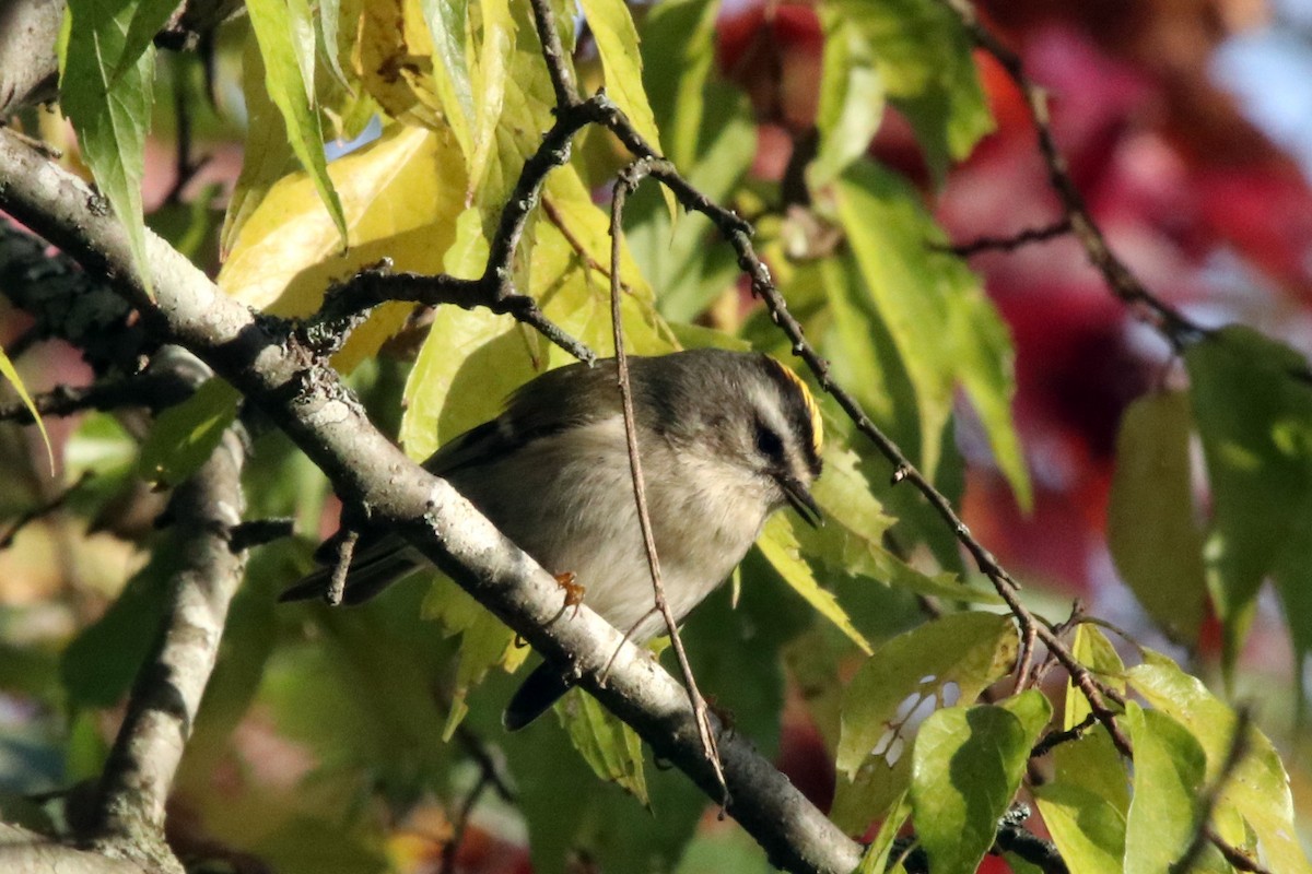 Golden-crowned Kinglet - ML385990811