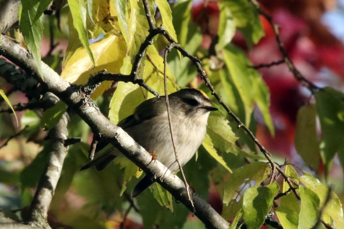 Golden-crowned Kinglet - ML385990851