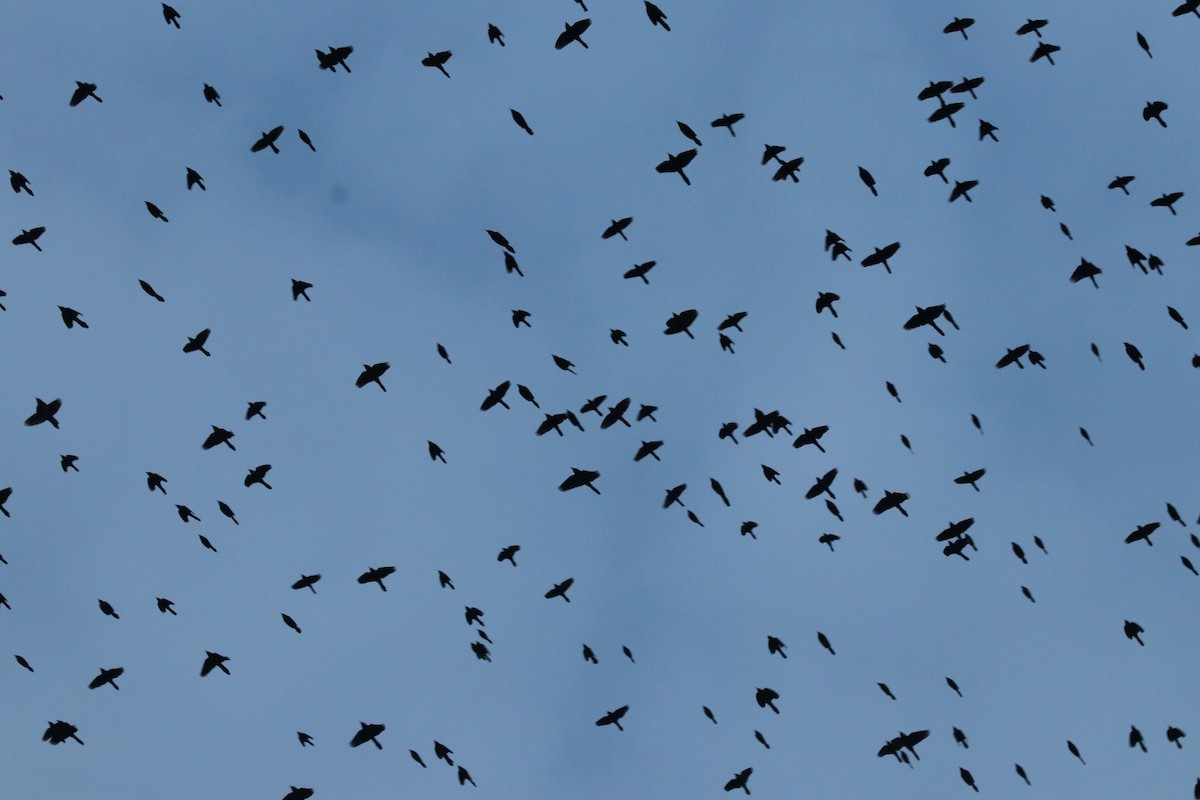 Common Grackle - ML385990871