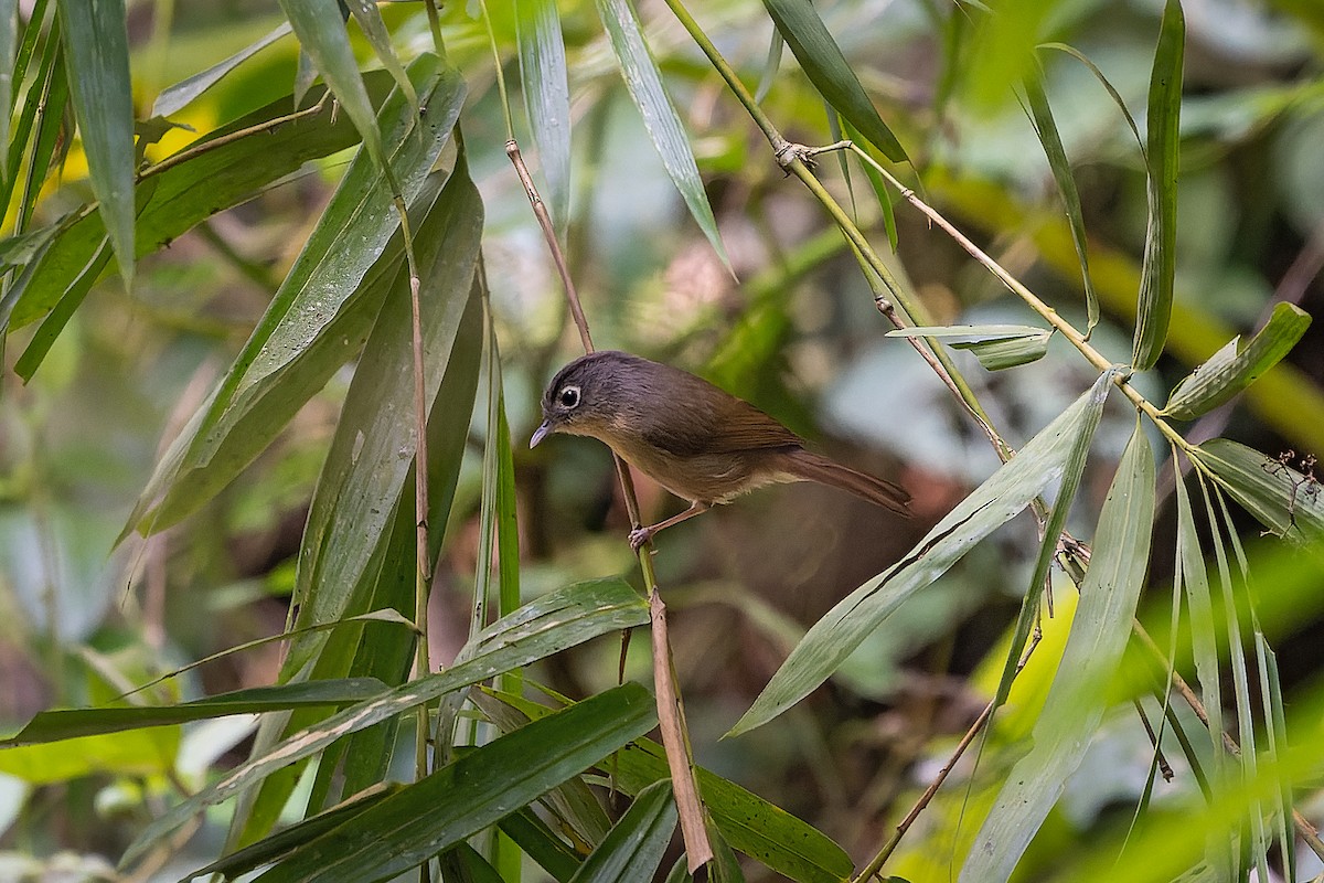 Nepal Fulvetta - ML385992411