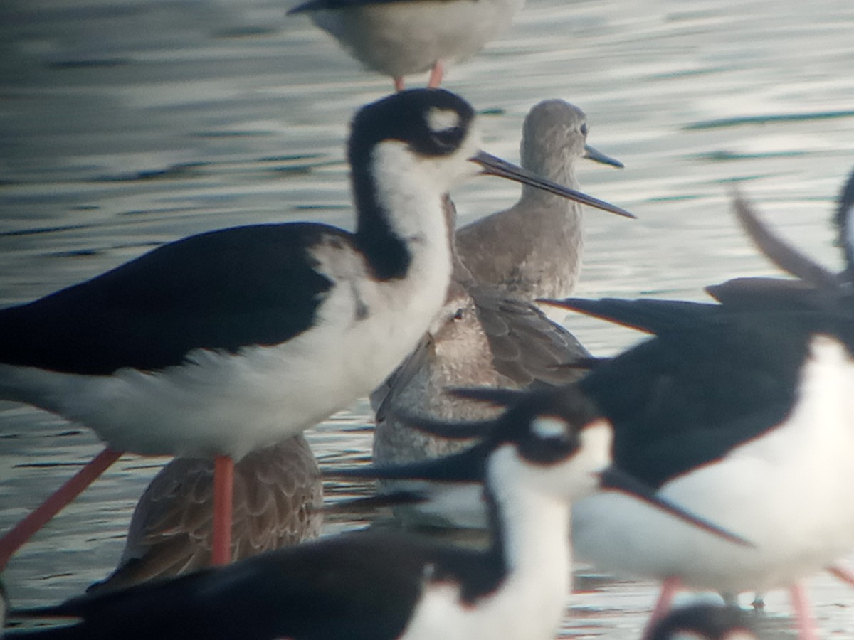 Black-necked Stilt - ML385992881