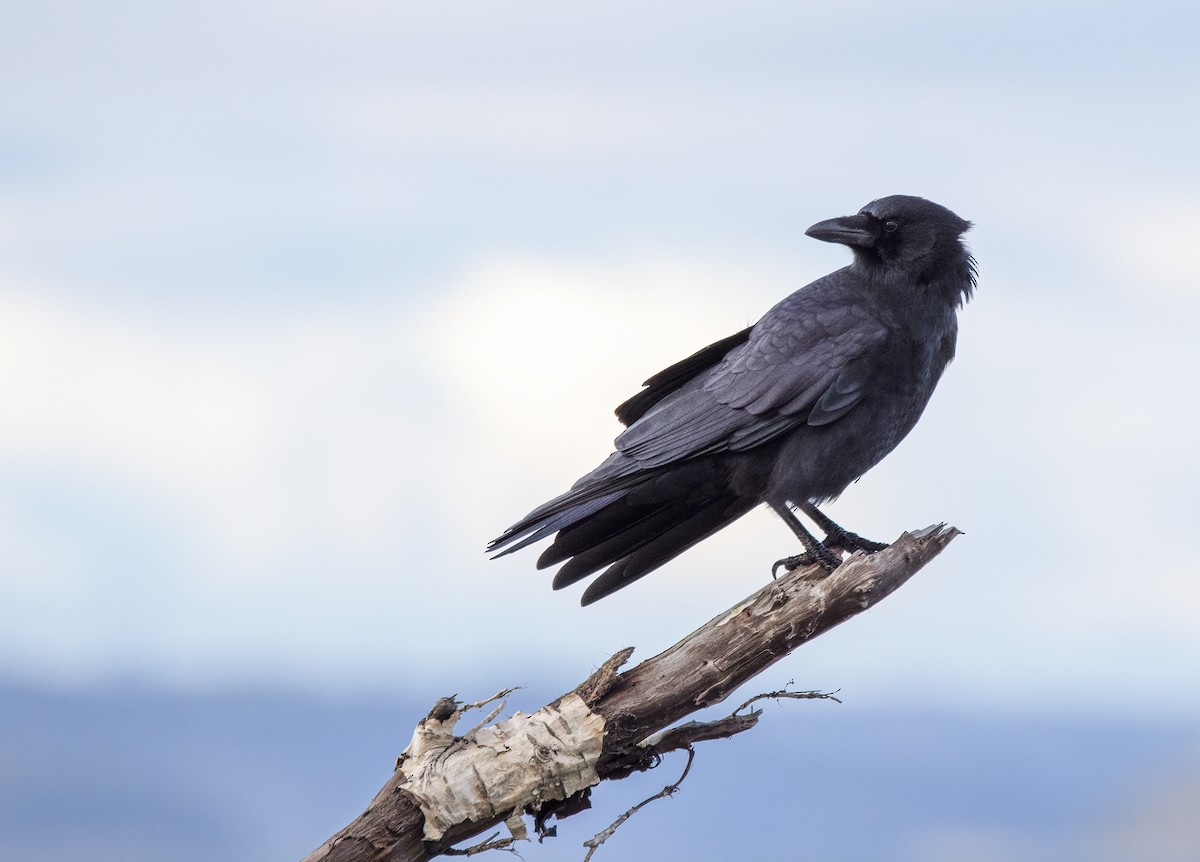 American Crow - ML385993521