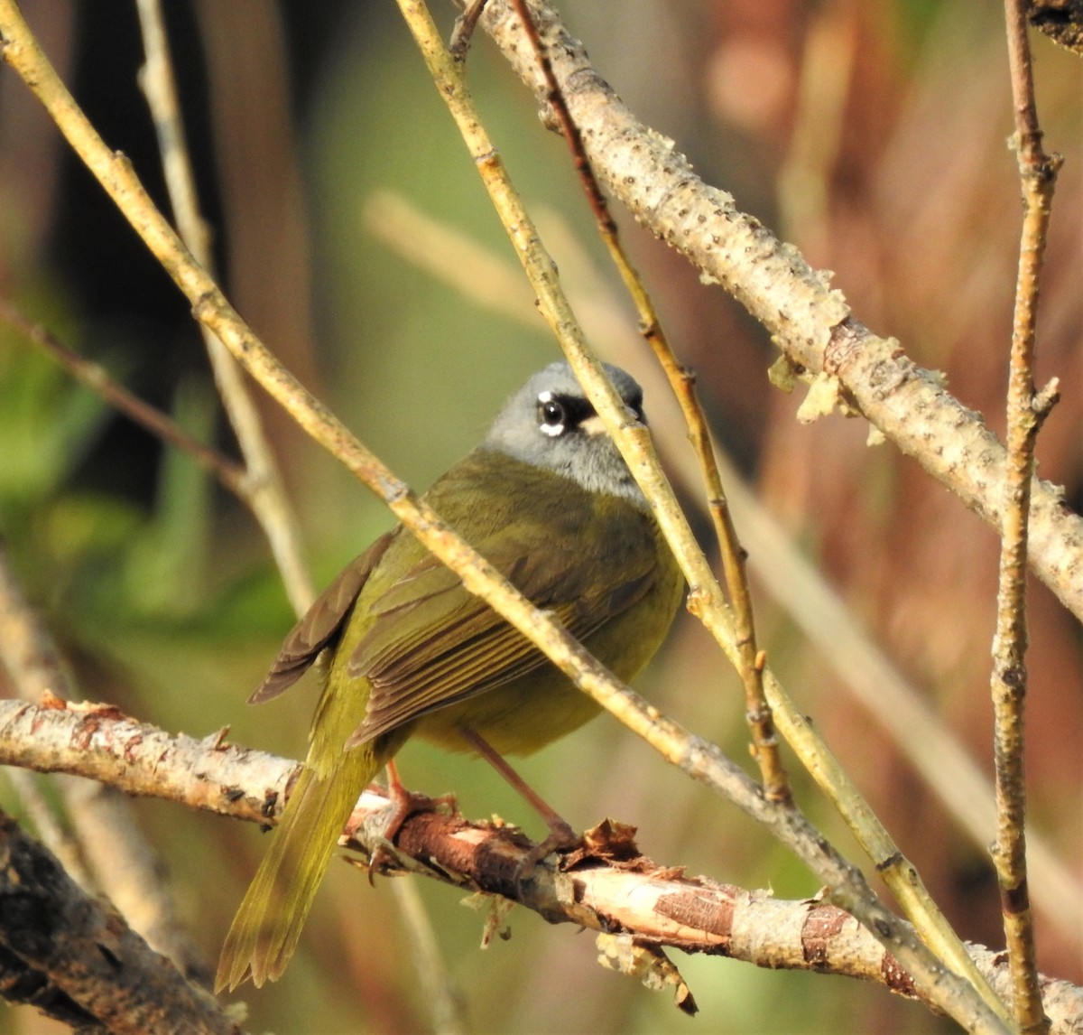 MacGillivray's Warbler - ML385993881