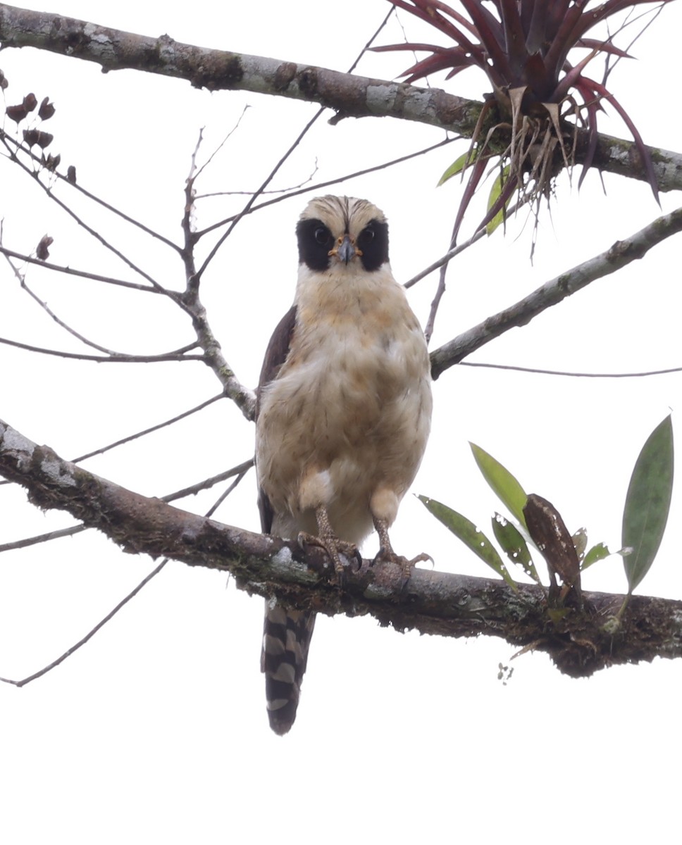 Laughing Falcon - ML385995351