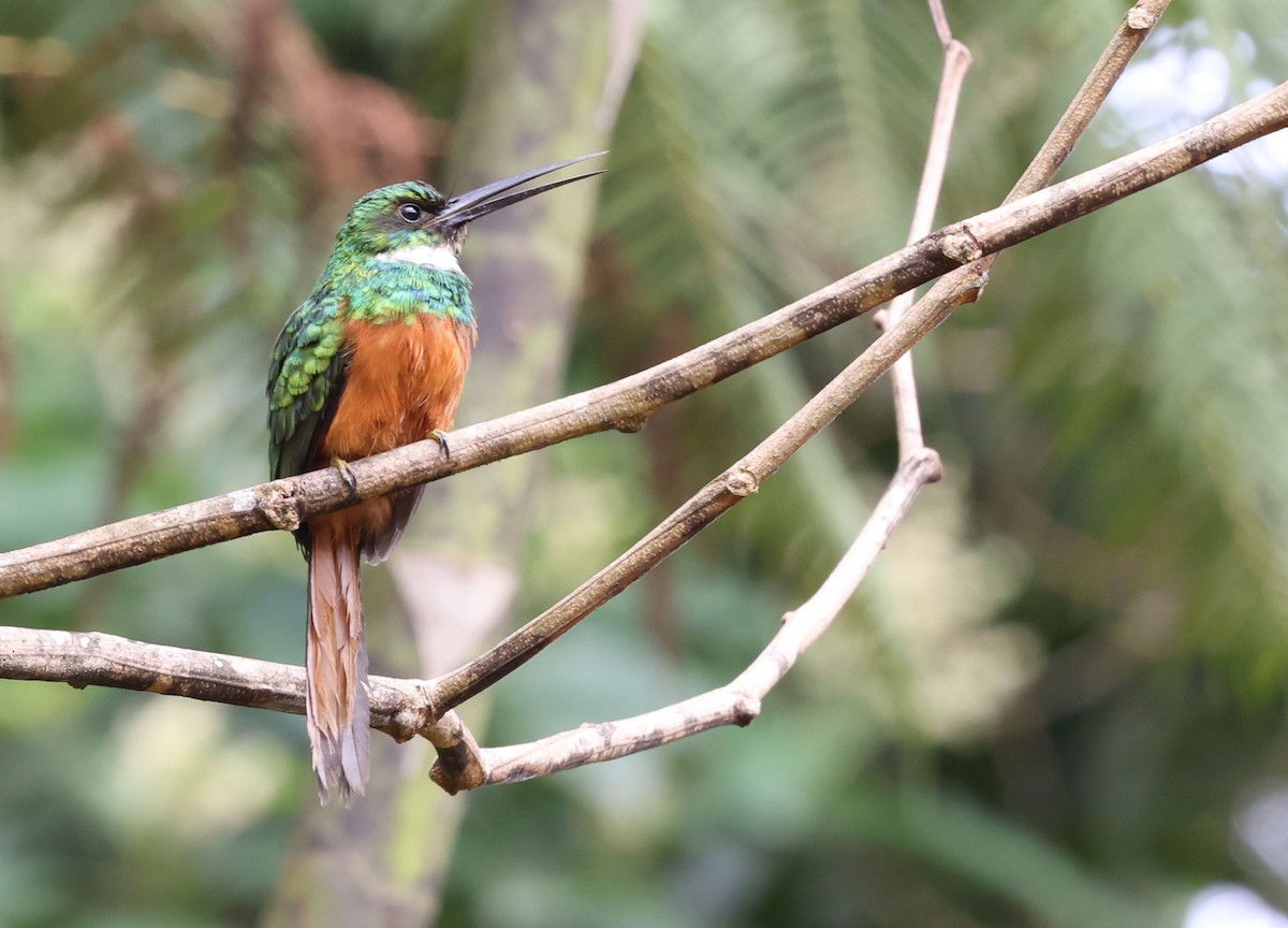 Rufous-tailed Jacamar - ML385995591