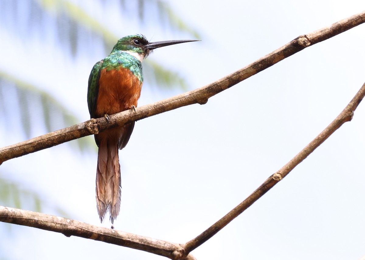 Rufous-tailed Jacamar - ML385995661