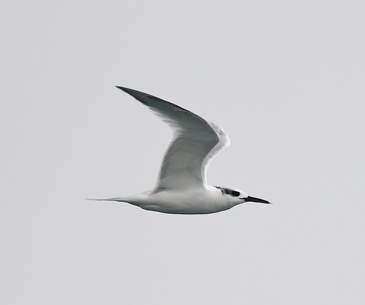 splitterne - ML385996571