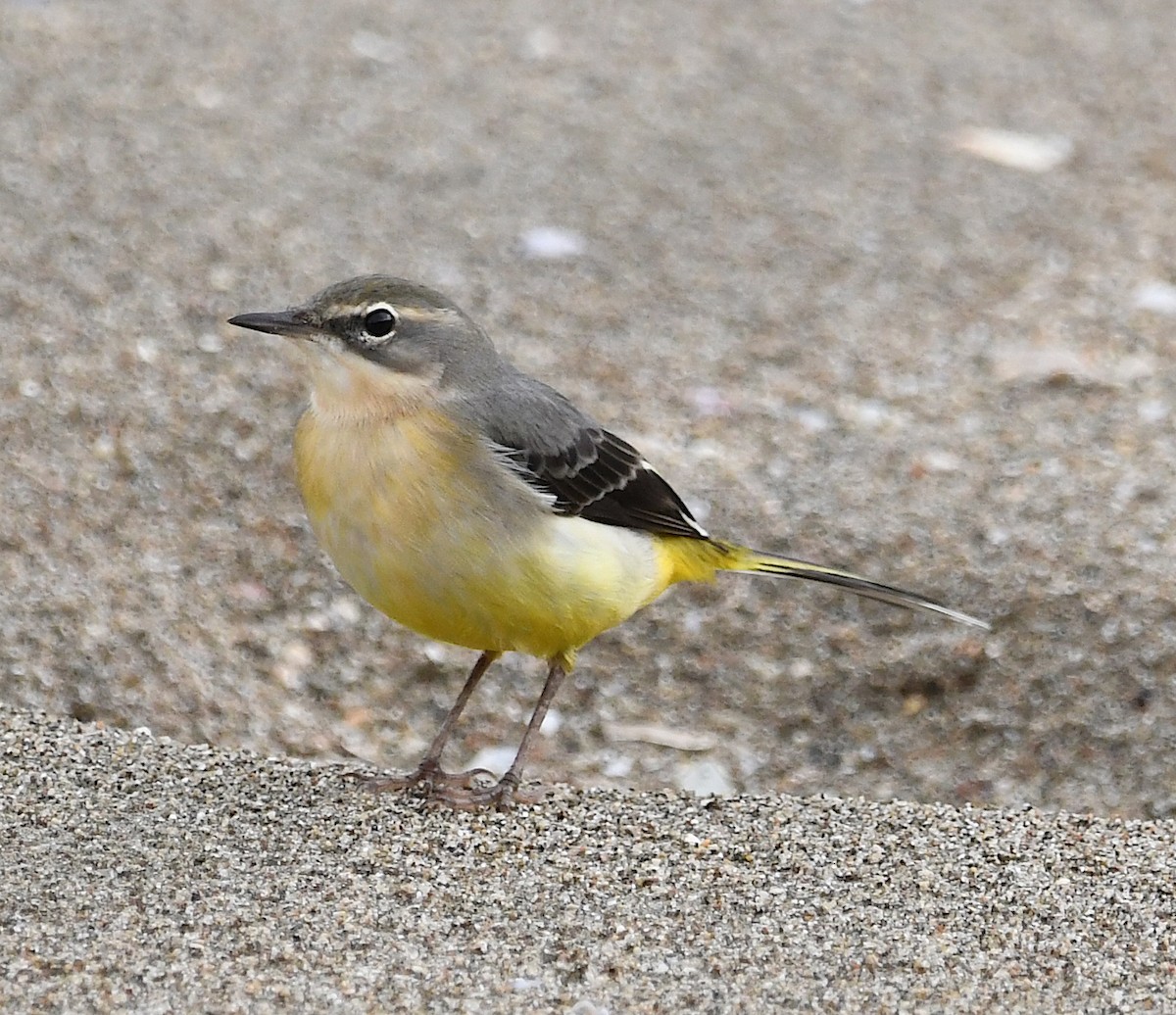 vintererle - ML385996821