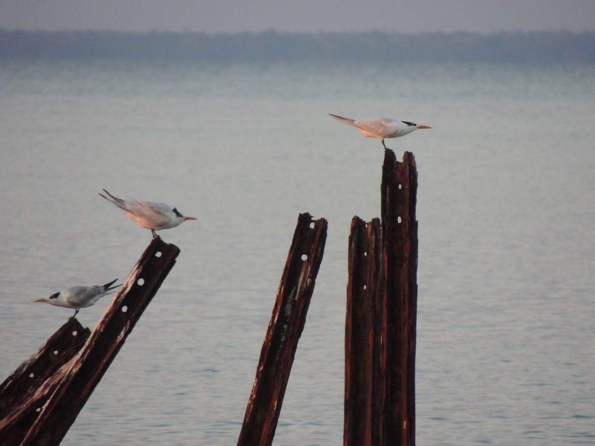 Royal Tern - ML385996881