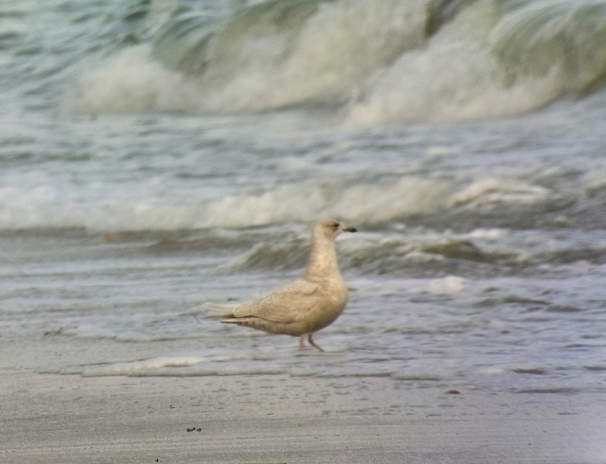 Iceland Gull (kumlieni) - ML385997801