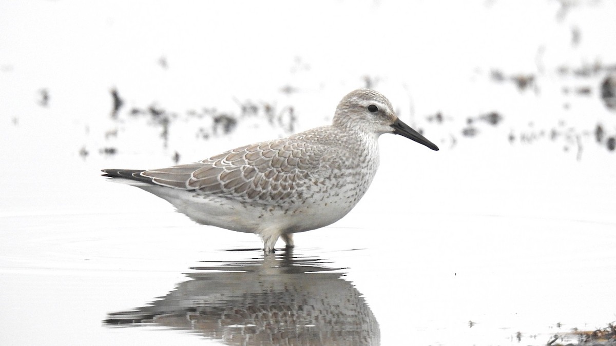 Red Knot - ML385999801