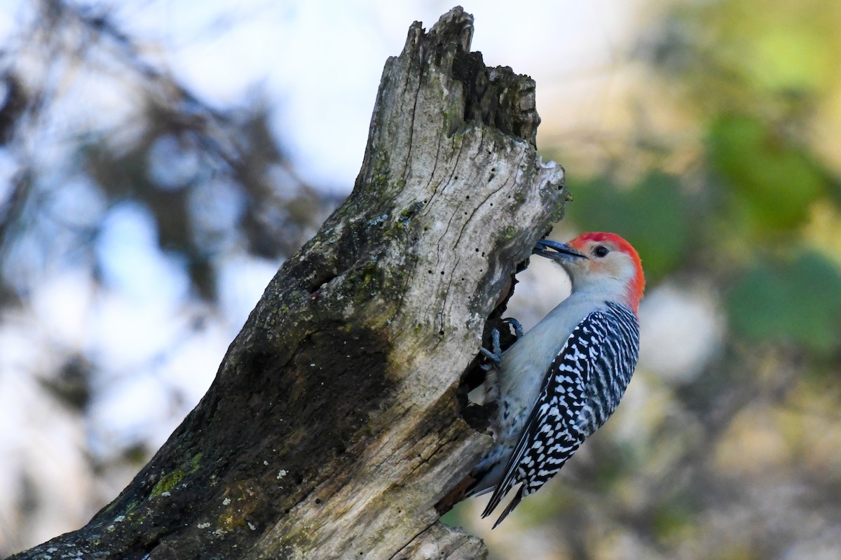 Red-bellied Woodpecker - ML386000861