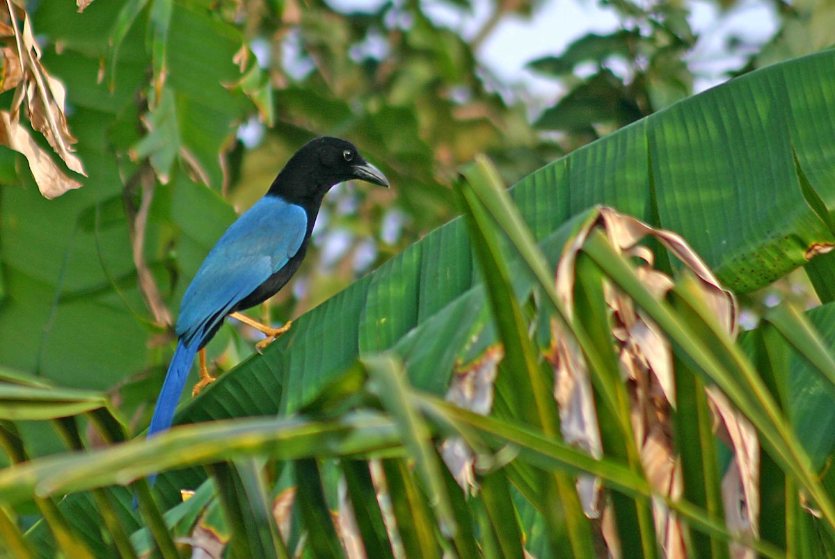 Yucatan Jay - ML386001061