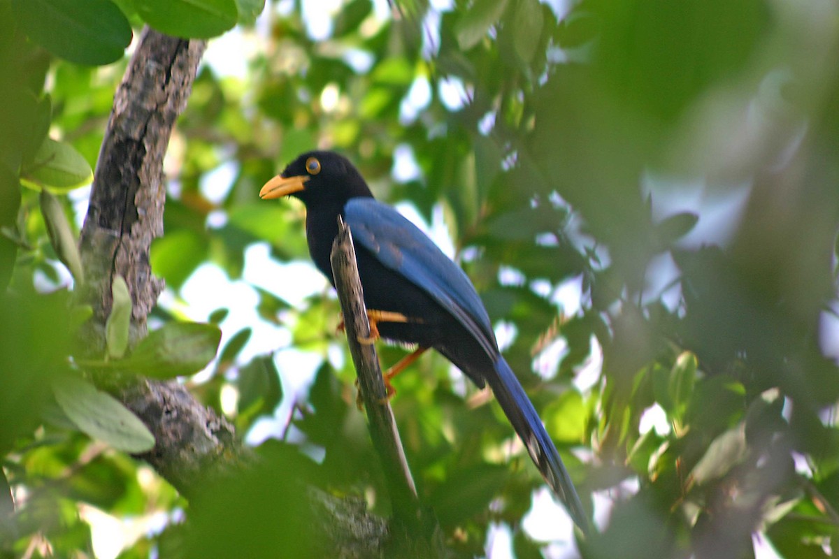 Yucatan Jay - ML386001071