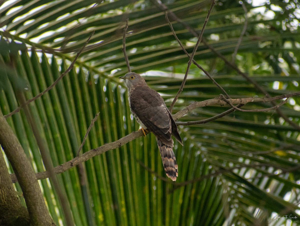 Common Hawk-Cuckoo - Harshith Gowda