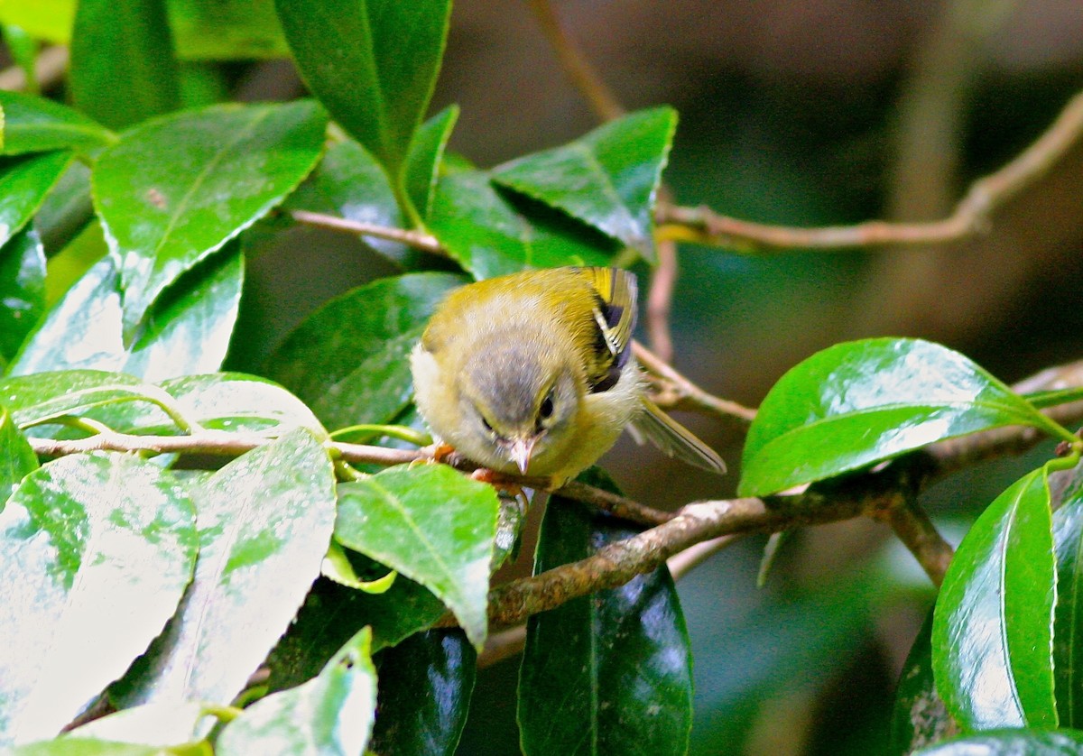 Madeira Firecrest - ML38600111