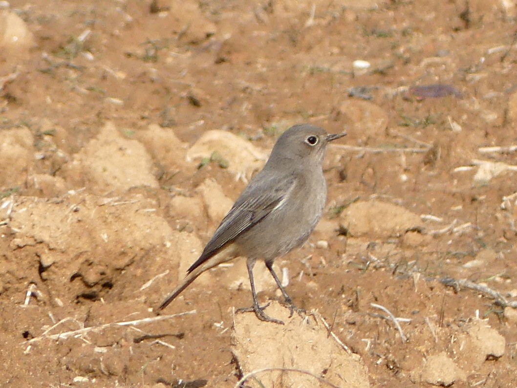 Kara Kızılkuyruk - ML386001141