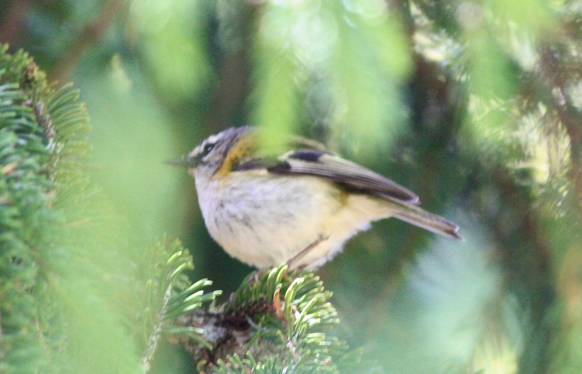 Madeira Firecrest - ML38600121