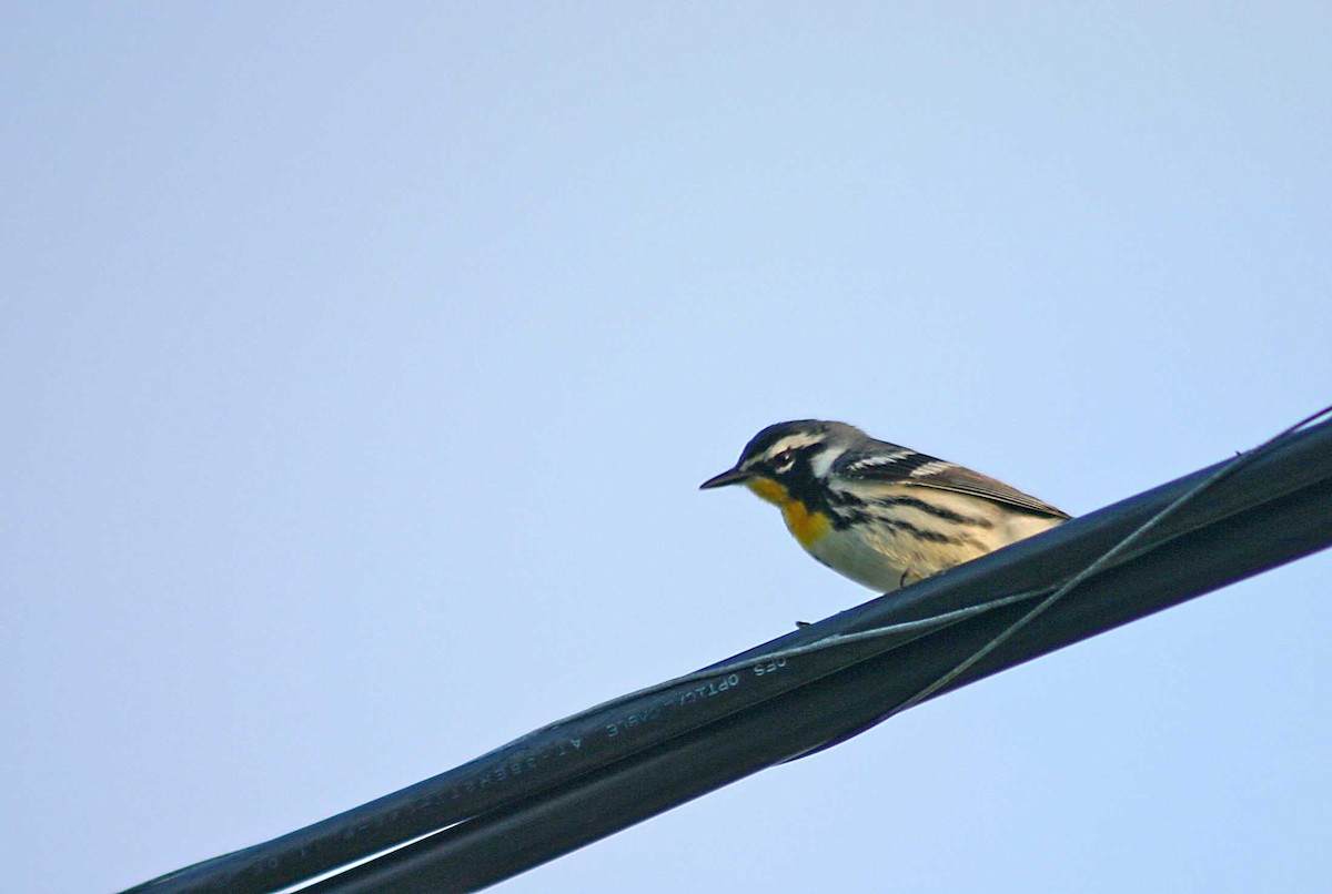 Yellow-throated Warbler - ML386002121